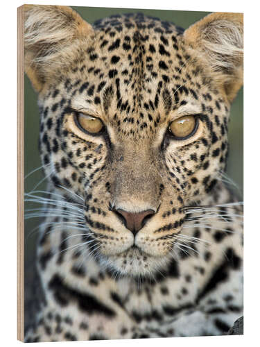 Wood print Leopard, Ngorongoro Conservation Area, Tanzania