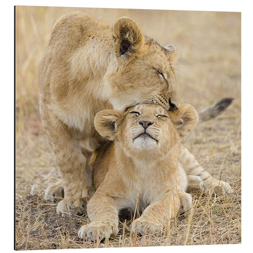 Tableau en aluminium Lionesses playing, Serengeti National Park, Tanzania