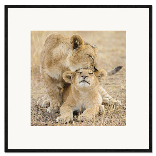 Gerahmter Kunstdruck Spielende Löwinnen, Serengeti-Nationalpark, Tansania