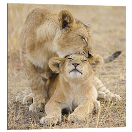 Gallery print Lionesses playing, Serengeti National Park, Tanzania