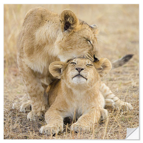 Wandsticker Spielende Löwinnen, Serengeti-Nationalpark, Tansania