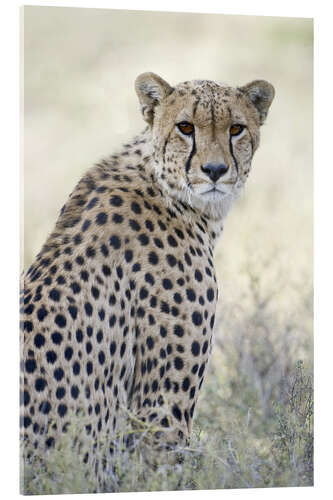 Akryylilasitaulu Cheetah, Tanzania