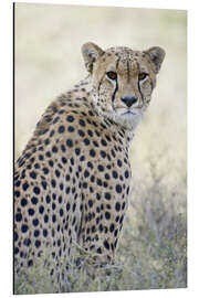 Alubild Gepard, Tansania