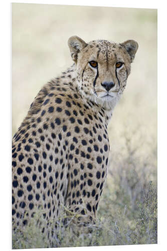 PVC-taulu Cheetah, Tanzania