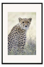 Gerahmter Kunstdruck Gepard, Tansania