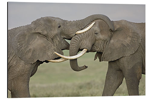 Cuadro de aluminio African elephants fighting in a field, Ngorongoro Crater, Tanzania