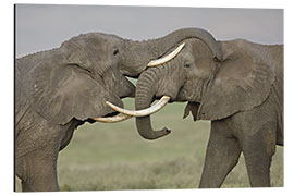 Aluminium print African elephants fighting in a field, Ngorongoro Crater, Tanzania