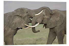 Foam board print African elephants fighting in a field, Ngorongoro Crater, Tanzania