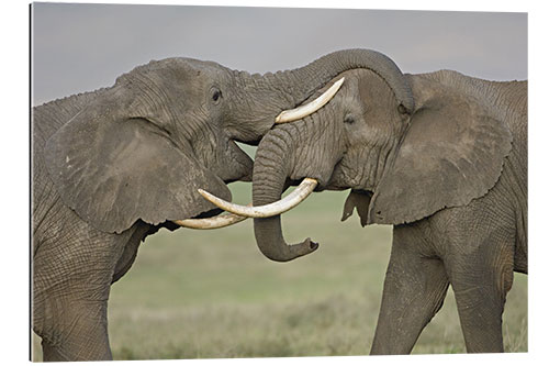 Gallery print African elephants fighting in a field, Ngorongoro Crater, Tanzania