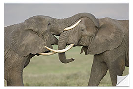 Självhäftande poster African elephants fighting in a field, Ngorongoro Crater, Tanzania