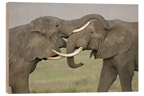 Hout print African elephants fighting in a field, Ngorongoro Crater, Tanzania