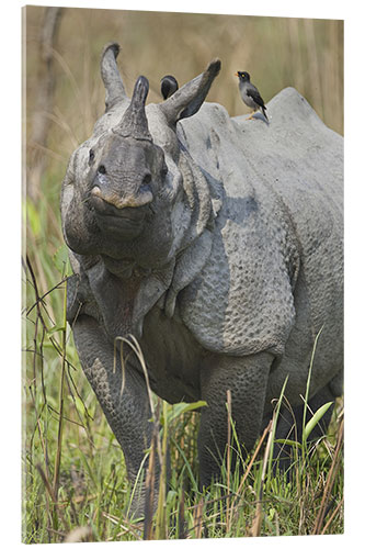 Acrylic print Great Indian rhinoceros