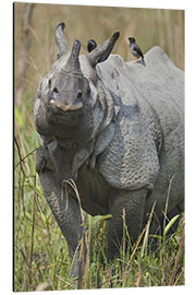 Aluminium print Great Indian rhinoceros