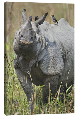 Leinwandbild Großes Indisches Rhinozeros