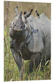 Foam board print Great Indian rhinoceros