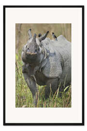 Gerahmter Kunstdruck Großes Indisches Rhinozeros