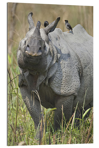 Galleriprint Great Indian rhinoceros