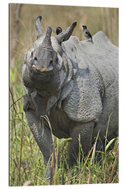 Gallery print Great Indian rhinoceros