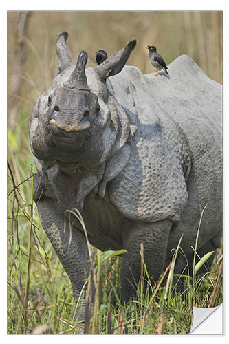 Vinilo para la pared Great Indian rhinoceros