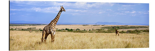 Aluminium print Giraffe, Maasai Mara, Kenya