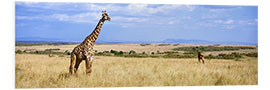 Foam board print Giraffe, Maasai Mara, Kenya