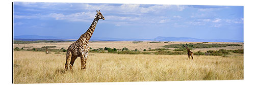 Gallery print Giraffe, Maasai Mara, Kenya