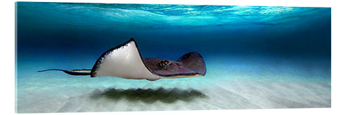 Akrylbilde Southern stingray, Grand Cayman, Cayman Islands