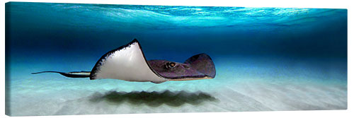 Canvas print Southern stingray, Grand Cayman, Cayman Islands