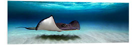 Foam board print Southern stingray, Grand Cayman, Cayman Islands