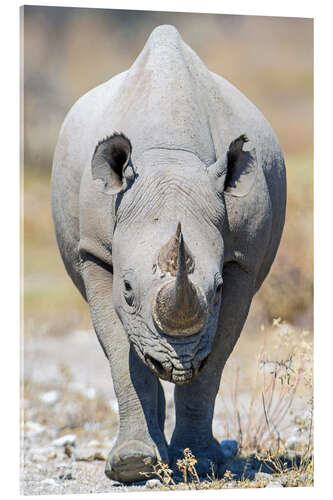 Akryylilasitaulu Black rhinoceros, Etosha National Park, Namibia