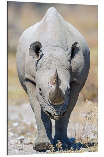 Aluminium print Black rhinoceros, Etosha National Park, Namibia