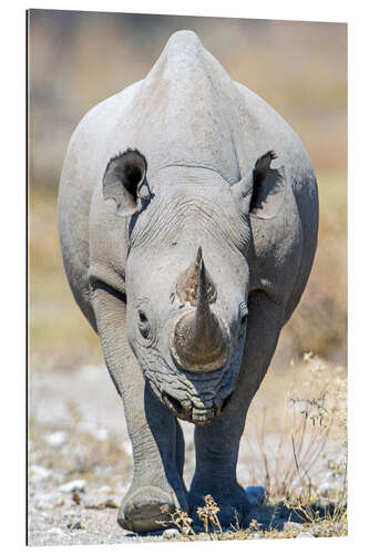 Gallery print Black rhinoceros, Etosha National Park, Namibia