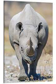 Magnettafel Spitzmaulnashorn, Etosha-Nationalpark, Namibia