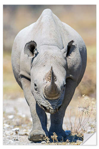 Vinilo para la pared Black rhinoceros, Etosha National Park, Namibia