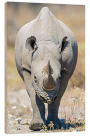 Trätavla Black rhinoceros, Etosha National Park, Namibia