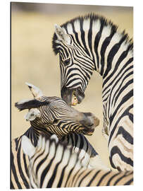 Tableau en aluminium Two young Burchells zebras playing, Namibia