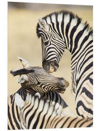 Foam board print Two young Burchells zebras playing, Namibia