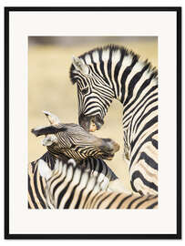 Gerahmter Kunstdruck Zwei junge Burchells-Zebras beim Spielen, Namibia