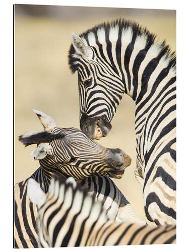 Gallery print Two young Burchells zebras playing, Namibia