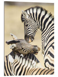 Galleritryck Two young Burchells zebras playing, Namibia