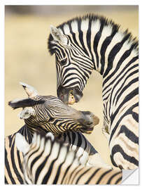 Sticker mural Two young Burchells zebras playing, Namibia