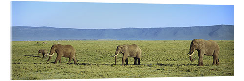 Akrylbilde Elephants, Ngorongoro Crater, Tanzania