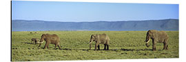 Aluminium print Elephants, Ngorongoro Crater, Tanzania