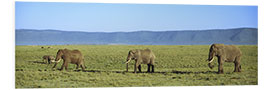 Foam board print Elephants, Ngorongoro Crater, Tanzania