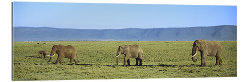 Gallery print Elephants, Ngorongoro Crater, Tanzania