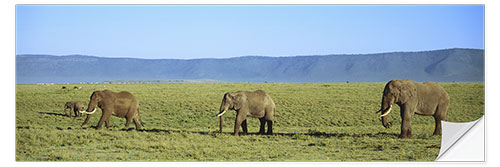 Naklejka na ścianę Elephants, Ngorongoro Crater, Tanzania