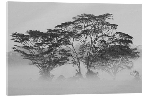 Acrylic print Acacia Trees covered by mist, Lake Nakuru, Kenya