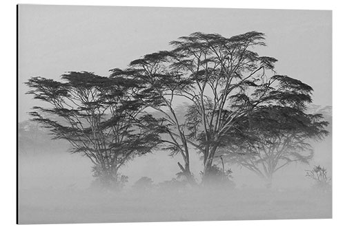 Aluminium print Acacia Trees covered by mist, Lake Nakuru, Kenya