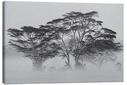 Lerretsbilde Acacia Trees covered by mist, Lake Nakuru, Kenya