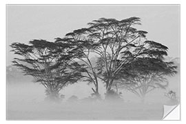 Wall sticker Acacia Trees covered by mist, Lake Nakuru, Kenya